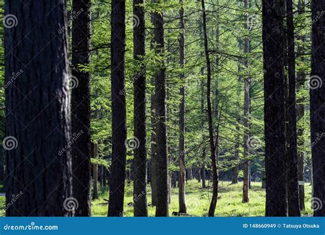 Japanese Larch Forest in Spring Stock Image - Image of scenery, tree ...