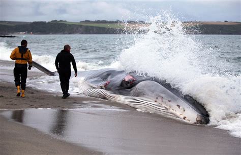 Rescue attempt fails to save beached whale - Photo 19 - CBS News