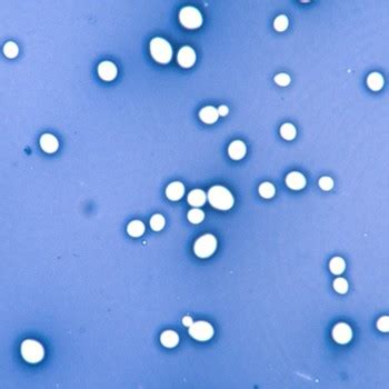 Candida albicans