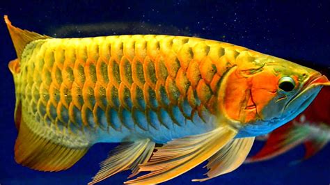 Arowana : Gold | Ikan, Ikan eksotis, Ikan akuarium