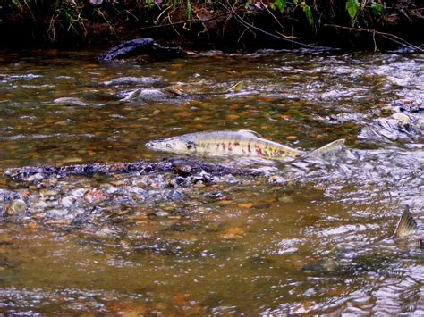 Thrifty Thurston Views Migrating Salmon: Where Northwest History ...