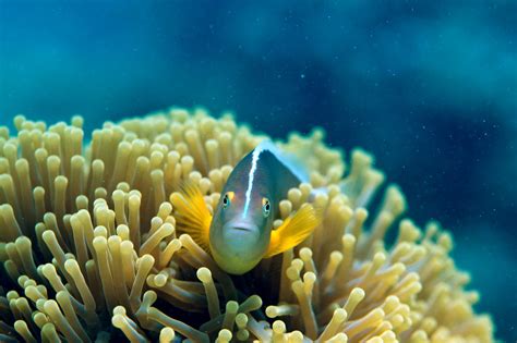 Wallpaper : animals, underwater, coral reef, habitat, natural ...