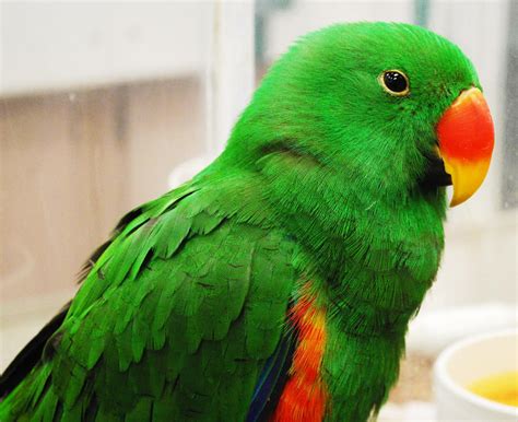 Male Eclectus Parrot by Starlight-Airwaves on DeviantArt