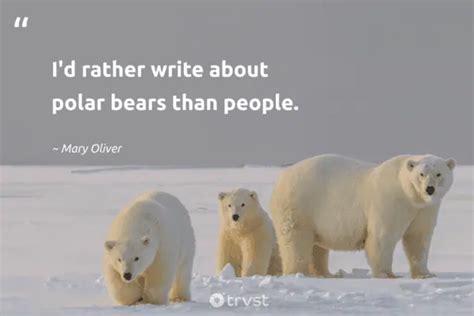 22 Polar Bear Quotes about the King of the Arctics