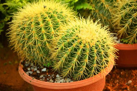 8 Best Cactus Varieties to Grow Indoors