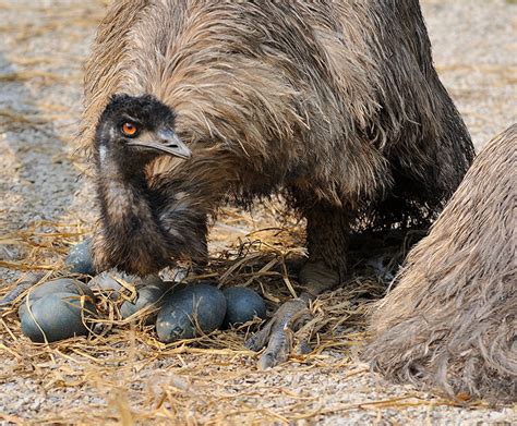 Emu | San Diego Zoo Wildlife Explorers