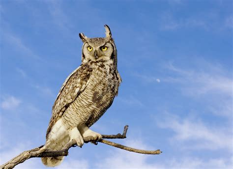 Great Horned Owl - Alabama Cooperative Extension System