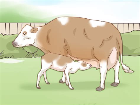 How to Identify Simmental Cattle: 10 Steps (with Pictures)