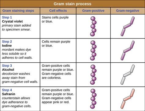 Gram Staining | Principle | Procedure and Results