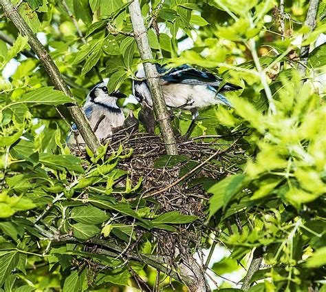 Blue Jay Nesting Season