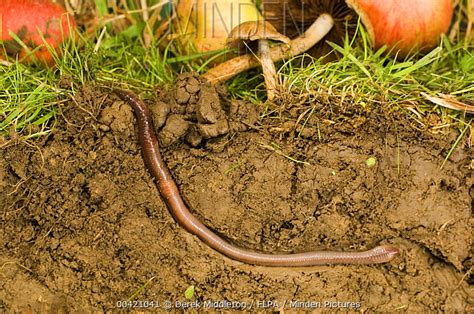 Common Earthworm stock photo - Minden Pictures