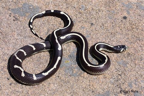 The King of Snakes - Cabrillo National Monument (U.S. National Park ...