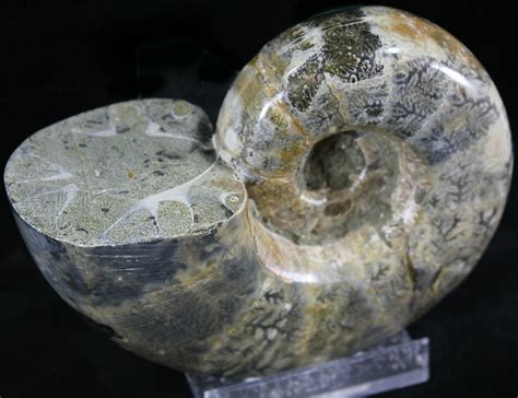 4.75" Polished Anapuzosia Ammonite Fossils (#25201) For Sale ...