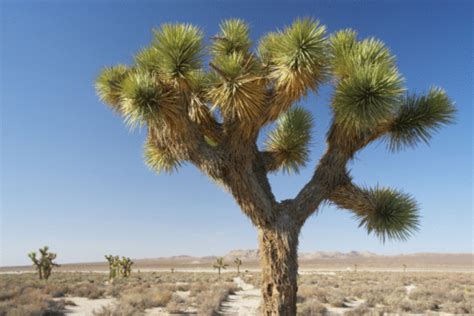 California Desert Animals & Desert Plants | Hunker