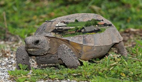 Gopher Tortoise burrows can be up to 40 miles (64 kilometers) long and ...