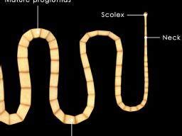 Tapeworm In Human Feces