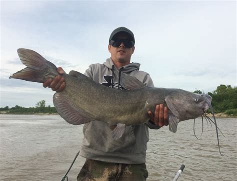 1000 Inches of Channel Catfish | www.roughfish.com