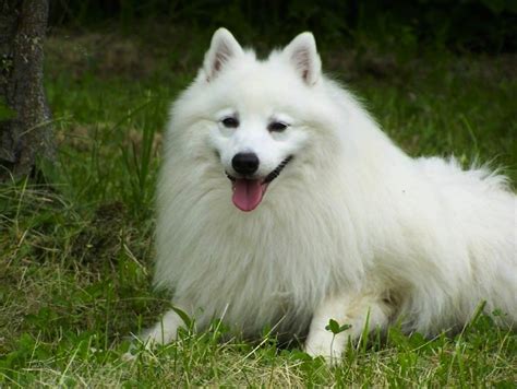 Japanese Spitz - Dog Breed Standards