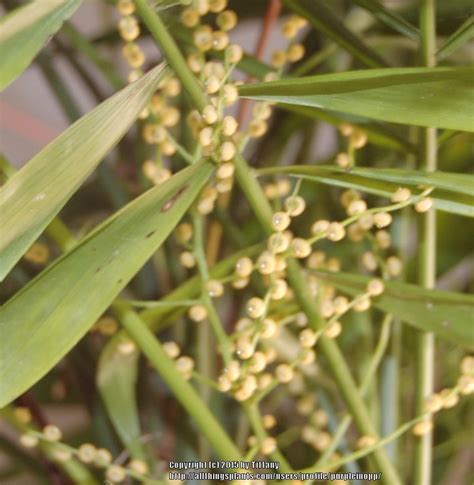 How to Grow an Indoor Palm from Seeds