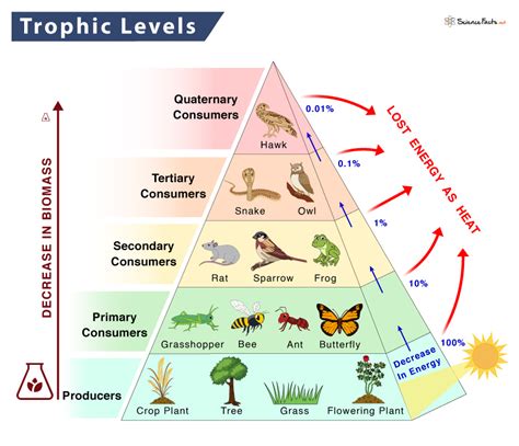 Trophic Level - Definition, Examples, and Diagram