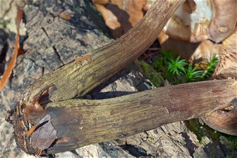 Armillaria-mellea_8 | Armillaria mellea Honey Mushroom, Hall… | Flickr