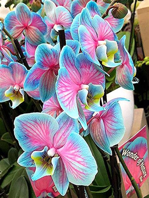 Phalaenopsis Wonder Of Nature Blue