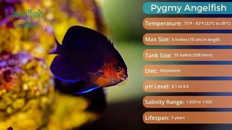 Top 5 Beautiful Blue Tang Tank Mates for a Vibrant Aquarium (List)