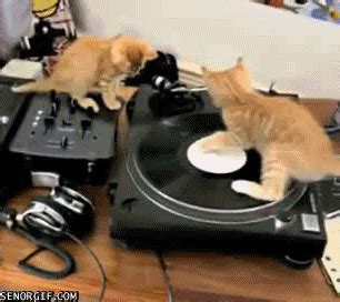 Cat Dj #ReactionGifs