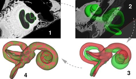 Constructing otic capsule models. (1) The micro-CT scans were segmented ...