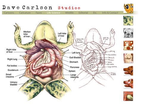 frog anatomy ... life science illustrations of Dave Carlson