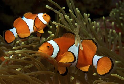 How To Breed Clownfish: Everything You Need To Know | Fishkeeping Advice