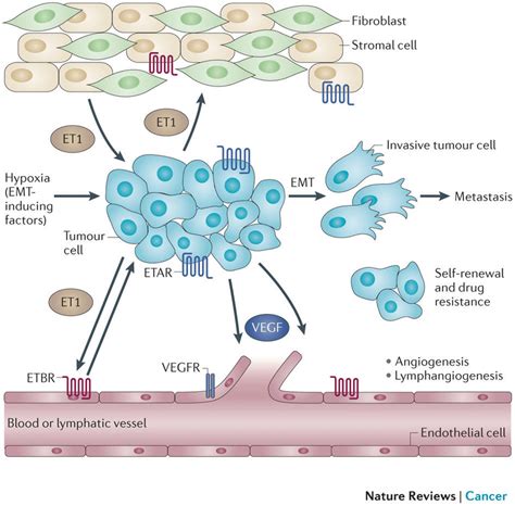 Role of endothelin in angiogenesis in human cell, Rosanò L et al. 2013 ...