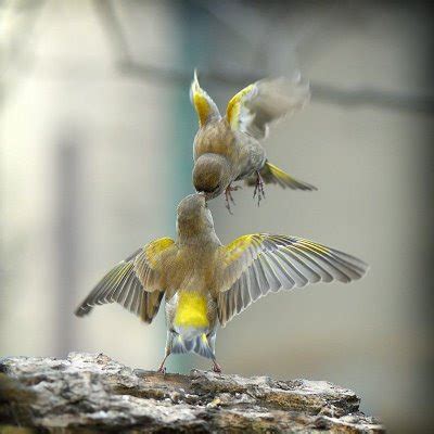 Unique Animals blogs: Birds Flying, Flying Birds Pictures and Photos