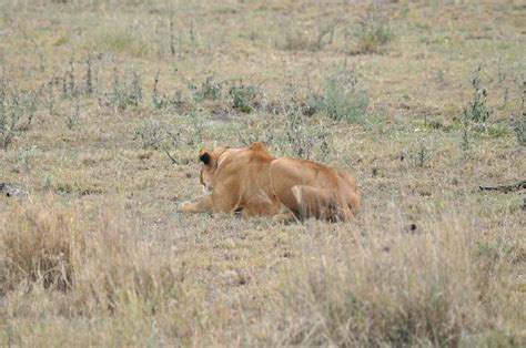 Animals Zoo Park: Lion Hunting Buffalo, Lions Hunting Buffalo Video ...