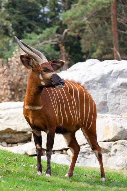 Sitatunga Free Stock Photo - Public Domain Pictures