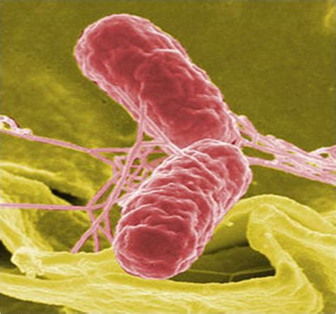 All You Need To Know About Salmonella | Food Poison Journal