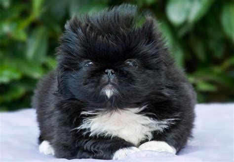 Pekingese (Peke) Puppies For Sale