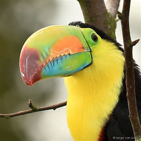 The Toucan, those colours!!! by Serge van Schie Tropical Birds, Exotic ...