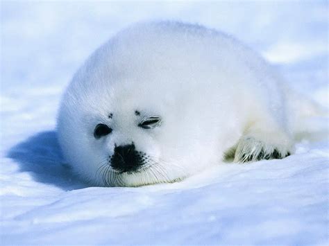 Seal Facts For Kids | Seal Diet & Habitat