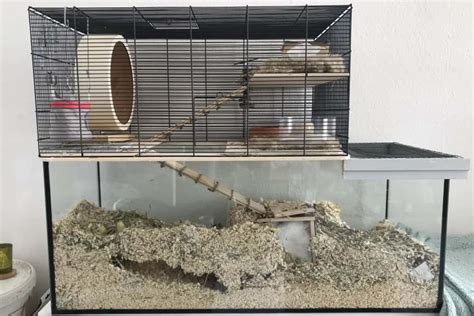 How To Set Up A Gerbil Cage (Gerbil Habitat Setup Guide)