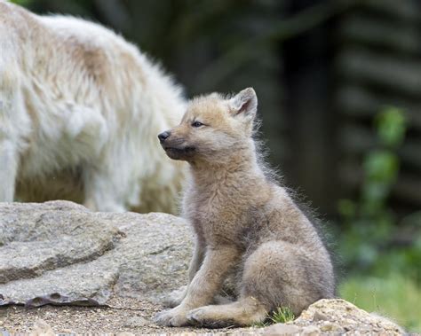 Sitting arctic wolf pup | There were three arctic wolf pups,… | Flickr