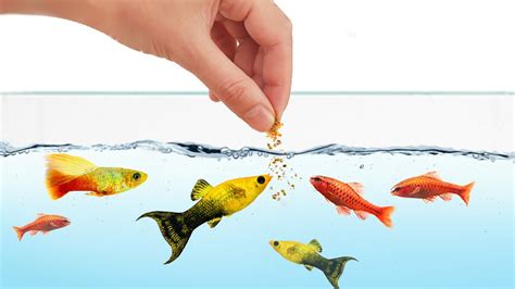 How to Feed Your Fish Properly (How Often and How Much) – HousePetsCare.com