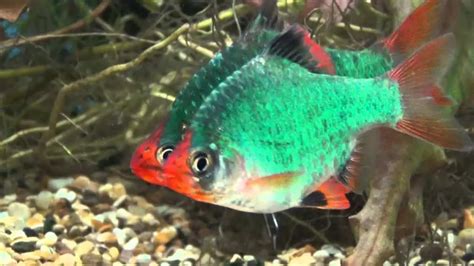 Green Tiger Barb: Diet | Breeding | Sexing | Lifespan – Fishkeeping Forever