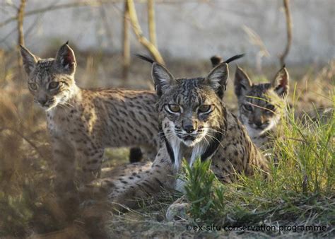 Iberian_Lynx_mother_with_two_cubs – with credits – WardEnvironment