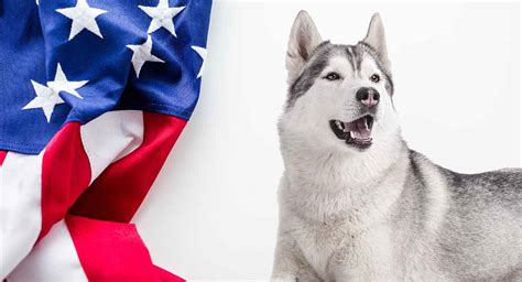 American Husky - Is This Dog The Right One For You?