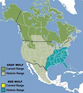 Wolves-Coyotes-Dogs | W.O.L.F Sanctuary