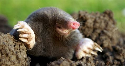 Garden Pests: Moles and Voles - Farmers' Almanac - Plan Your Day. Grow ...