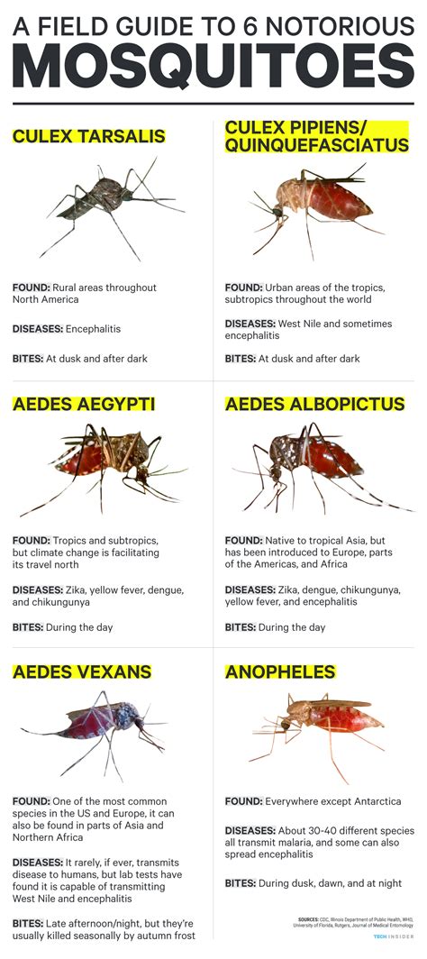 mosquito life cycle time - Deon Mcknight