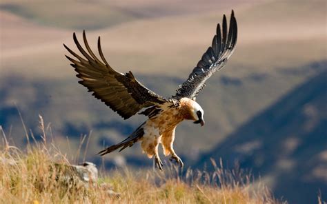 Bearded Vulture - Project Vulture