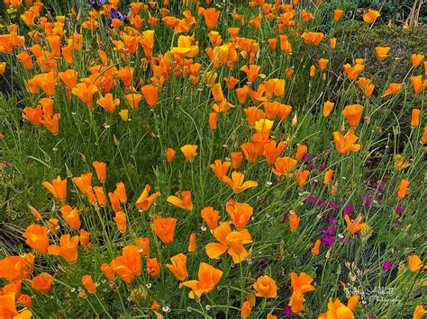 Orange Wildflowers Photograph by Jerry Abbott - Pixels